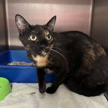Tortoiseshell Cats Available for Adoption in La Grange Park, Illinois - Chicago | PetCurious
