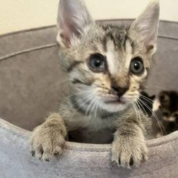 Figment -  Domestic Short Hair Cat for Adoption in San Antonio, Texas - Figment | PetCurious