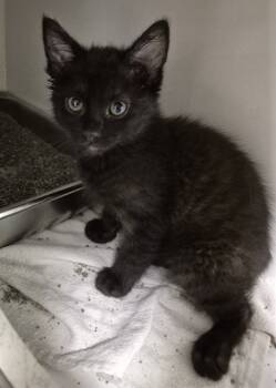 Rescue Domestic Medium Hair Cats for Adoption in Decatur, Illinois - ALIEN | PetCurious