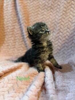 Newt -  Domestic Short Hair Cat for Adoption in Johnson City, Tennessee - Newt | PetCurious