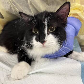 Domestic Long Hair Cats Available for Adoption in Salt Lake City, Utah - Penelope | PetCurious