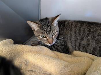 CHASE -  Domestic Short Hair Cat for Adoption in Santa Cruz, California - CHASE | PetCurious