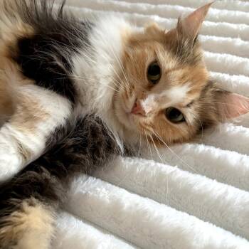 Gladys -  Domestic Long Hair Cat for Adoption in Lexington, Kentucky - Gladys | PetCurious