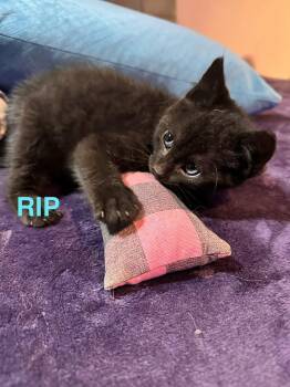 RIPP -  Domestic Short Hair Cat for Adoption in Absecon, New Jersey - RIPP | PetCurious