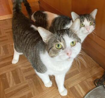 Domestic Short Hair Cats Available for Adoption in Melrose, Massachusetts - Chips And Kushion (Reduced Adoption Fee) | PetCurious