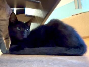 CAPRI -  Domestic Short Hair Cat for Adoption in Martinez, California - CAPRI | PetCurious