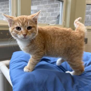 Dave -  Domestic Short Hair Cat for Adoption in Latrobe, Pennsylvania - Dave | PetCurious