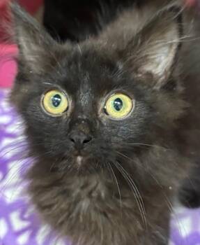 MARTIN -  Domestic Short Hair Cat for Adoption in Elizabethton, Tennessee - MARTIN | PetCurious