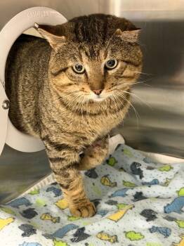 Domestic Short Hair Cats Available for Adoption in Cape Coral, Florida - Romeow | PetCurious