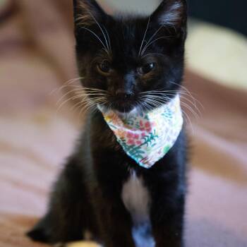 Thanatos -  Tuxedo and Domestic Short Hair Cat Available for Adoption in UNIVERSITY PA, Maryland - Thanatos | PetCurious