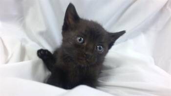 Domestic Short Hair Cats Available for Adoption in Doral, Florida - GWEN | PetCurious