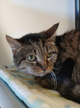 Rescue Tabby and Domestic Short Hair Cats for Adoption in Bay City, Michigan - Hope | PetCurious