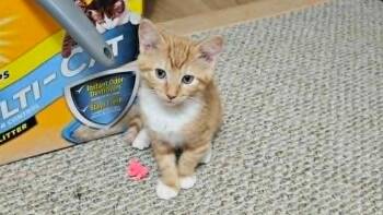 Pancake -  Domestic Short Hair Cat for Adoption in South Bend, Indiana - Pancake | PetCurious