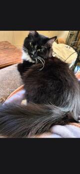 Annabelle -  Domestic Long Hair Cat for Adoption in Maryville, Tennessee - Annabelle | PetCurious