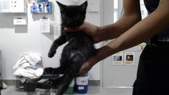 WRECKER -  Domestic Short Hair Cat for Adoption in San Francisco, California - WRECKER | PetCurious
