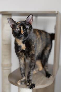 TORI -  Tortoiseshell Cat for Adoption in New York, New York - TORI | PetCurious