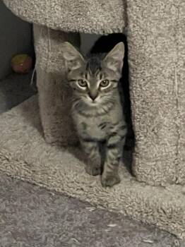 Frenchy -  Domestic Short Hair Cat for Adoption in Wilmington, North Carolina - Frenchy | PetCurious