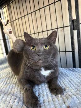 Domestic Short Hair Cats Available for Adoption - Sonic | PetCurious