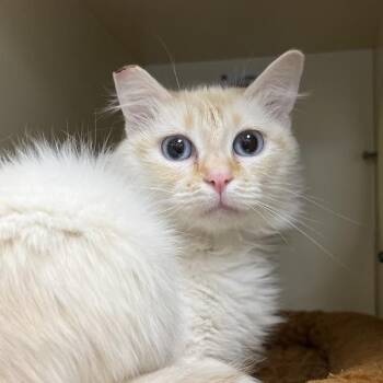 Domestic Short Hair Cats Available for Adoption in Silverdale, Washington - Lazzy | PetCurious