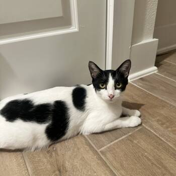 Rescue Domestic Short Hair Cats for Adoption in San Antonio, Texas - Oreo | PetCurious