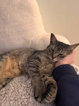 Rescue Domestic Short Hair Cats for Adoption in Springfield, Massachusetts - Martel | PetCurious