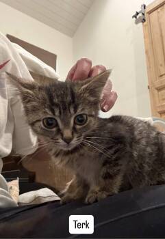 Rescue Domestic Short Hair Cats for Adoption in Clarksville, Tennessee - Terk | PetCurious