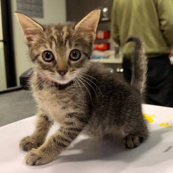 Annie -  Domestic Short Hair Cat for Adoption in Tampa, Florida - Annie | PetCurious