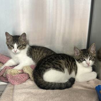 Modelo & Coquito -  Domestic Short Hair Cat for Adoption in Clifton, New Jersey - Modelo & Coquito | PetCurious
