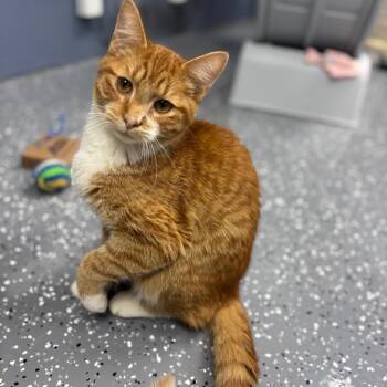 Luigi -  Domestic Short Hair Cat for Adoption in Marshalltown, Iowa - Luigi | PetCurious