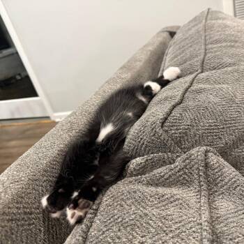 Domestic Short Hair Cats Available for Adoption in Minnetonka, Minnesota - Raphael C68995 | PetCurious