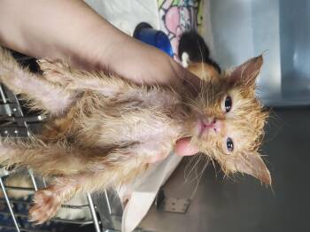 Chomper -  Domestic Medium Hair Cat for Adoption in Wasilla, Alaska - Chomper | PetCurious