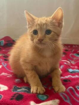 Domestic Short Hair Cats Available for Adoption in Maryville, Missouri - Nicole | PetCurious