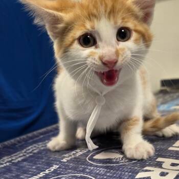 Taylor -  Domestic Short Hair Cat for Adoption in Carmel, Indiana - Taylor | PetCurious