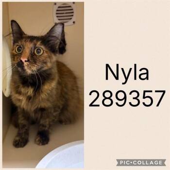 NYLA -  Domestic Short Hair Cat for Adoption in Macon, Georgia - NYLA | PetCurious