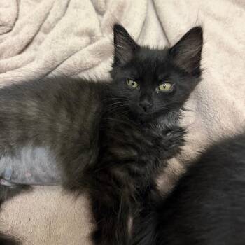 Nina -  Domestic Long Hair Cat for Adoption in Enfield, New Hampshire - Nina | PetCurious