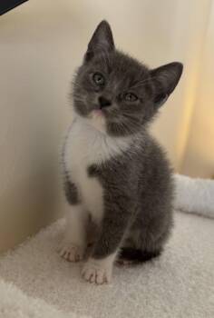 Monaco -  Domestic Short Hair Cat for Adoption in Buford, Georgia - Monaco | PetCurious