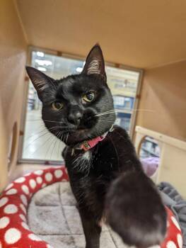 Rescue Domestic Short Hair and American Shorthair Cats for Adoption in Niles, Michigan - Eva | PetCurious