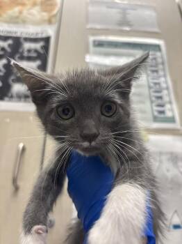 MISTY -  Domestic Short Hair Cat for Adoption in Las Vegas, Nevada - MISTY | PetCurious