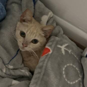 Domestic Short Hair Cats Available for Adoption - Caramel | PetCurious