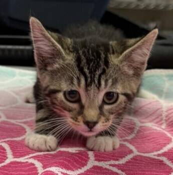 Blue Morpho -  Domestic Short Hair Cat for Adoption in Oakland, California - Blue Morpho | PetCurious