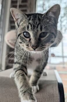Tabby Cats Available for Adoption - RUFUS LEE | PetCurious