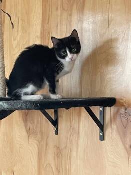 Domestic Short Hair Cats Available for Adoption - Alicia | PetCurious