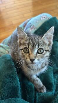 Cherished -  Domestic Short Hair Cat for Adoption in Divide, Colorado - Cherished | PetCurious