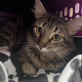 Minocqua -  Domestic Medium Hair Cat for Adoption in St. Louis, Missouri - Minocqua | PetCurious