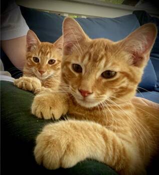 Fennich -  Domestic Short Hair Cat for Adoption in Hartsville, South Carolina - Fennich | PetCurious