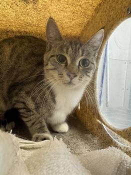 Sandy -  Domestic Short Hair Cat for Adoption in Sevierville, Tennessee - Sandy | PetCurious