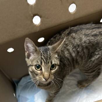 Domestic Short Hair Cats Available for Adoption in Newark, New Jersey - Tokyo | PetCurious