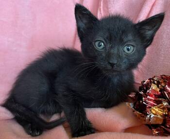 Kato -  Domestic Short Hair Cat for Adoption in Hood River, Oregon - Kato | PetCurious