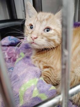 College -  Domestic Short Hair Cat for Adoption in Republic, Missouri - College | PetCurious