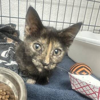 Briar -  Domestic Short Hair Cat for Adoption in Lakeland, Florida - Briar | PetCurious